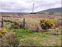F8425 : Rough grassland at Attavally by Oliver Dixon