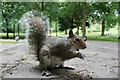 TQ8010 : Squirrel at Alexandra Park by Oast House Archive