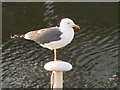 Gull on a pole