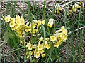 False Oxlip, St John