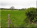 Killycloghan Townland