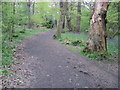 Footpath in Ecclesall Wood