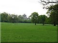 Geese in Deer Park