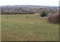 Field near Cullyhall Farm