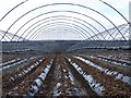 Fruit growing near Craigie