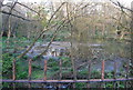 Marshy pond, Coronation Wood