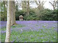 Bluebells in Shobrooke Park