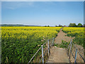 Footpath through Oilseed Rape Field