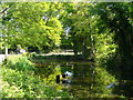 Pond by Ewhurst Green