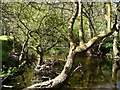 The view downstream from a Bridge on the River Yeo which leads to New Mills