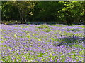 Bluebells in Book Hurst