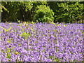 Bluebells, Book Hurst