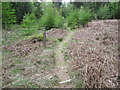 Permissive footpath in Bole Edge Plantation