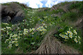 HP5604 : Primroses (Primula vulgaris), Lund by Mike Pennington