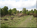 SP1096 : Heathland with birch, Sutton Park by Robin Stott