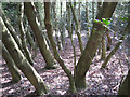 SP1096 : Holly thicket, Holly Hurst, Sutton Park by Robin Stott