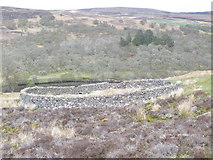 NC9818 : Sheep fold near Edrable cottage above the River Helmsdale by John Ferguson