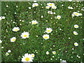 Leucanthemum Vulgare Lam. Oxeye Daisy