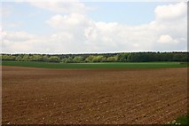 TL5948 : Cambridgeshire farmland by David Kemp