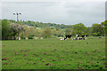 Young cattle in field