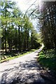 Road Through the Trees