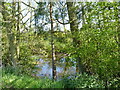 Small pool in fields north of Wigmore Wood