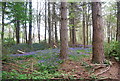 TQ1827 : Bluebells in Home Wood by N Chadwick