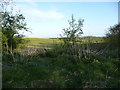 Field edge set aside in the Welsh borders