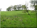 Trees on a hilltop