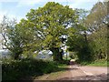 Lane past White Down Copse