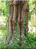 ST9917 : Tree trunk, St Mary's Churchyard by Maigheach-gheal