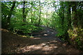 Footpath in Hardy Wood