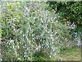 Rosemary (Rosmarinus officinalis), Sixpenny Handley