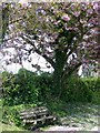 Bench under the tree, Bowerchalke