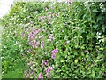 Pink campion, Belchalwell