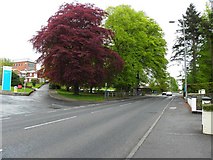 H4672 : "Copper and Green", Hospital Road, Omagh by Kenneth  Allen