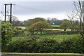 Fields and trees at Penhale