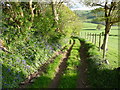 Walking a green lane