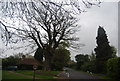 Large tree, Golding Lane