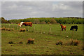 Livestock to the south of Netherhall