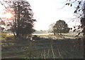 Frosty morning in the Waveney Valley