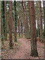 Leybrook Common, path