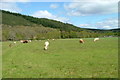 Cattle grazing at Achilty