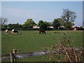 Horses and the rear of houses on Birchley Heath Road