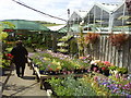 Plants for sale at Hilliers Garden Centre