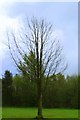 One in a million, Springtime, Lochore Meadows.