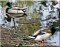 Mallard drakes, Lakeside