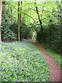 Woodland path, Brandsby