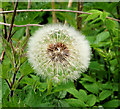 Dandelion near Downpatrick