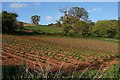 SX8970 : Crops, Haccombe by Derek Harper